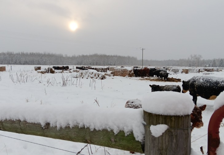 Figure 5 winter grazing .jpg
